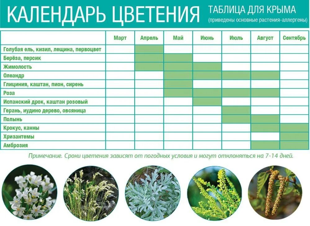 Календарь пыльцы. Таблица цветения растений по месяцам. Период цветения деревьев. График цветения растений. Календарь цветения растений.