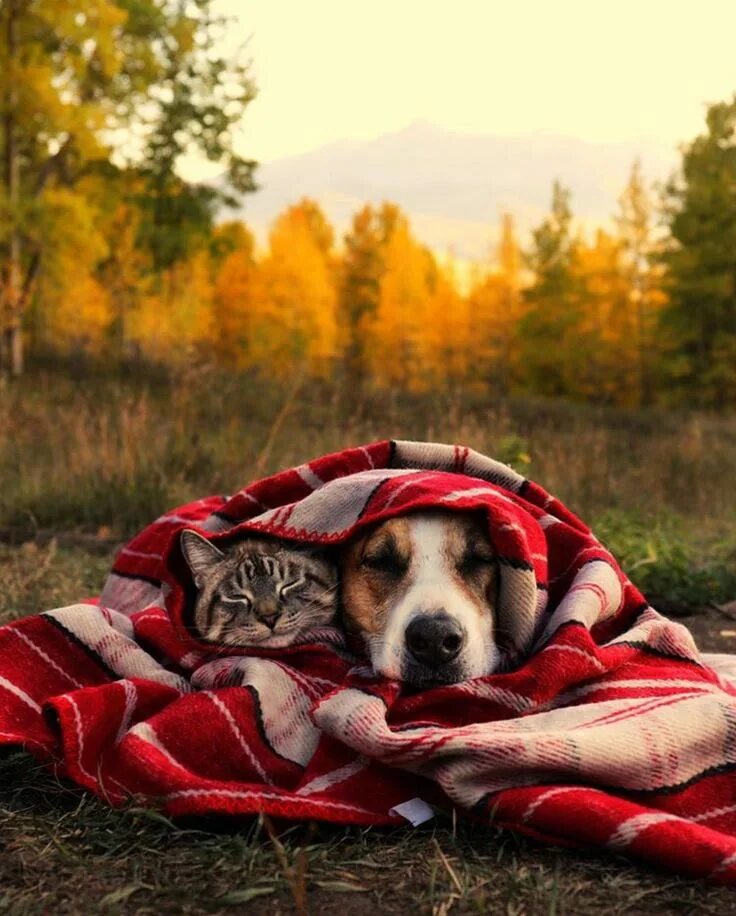 Тепло животных