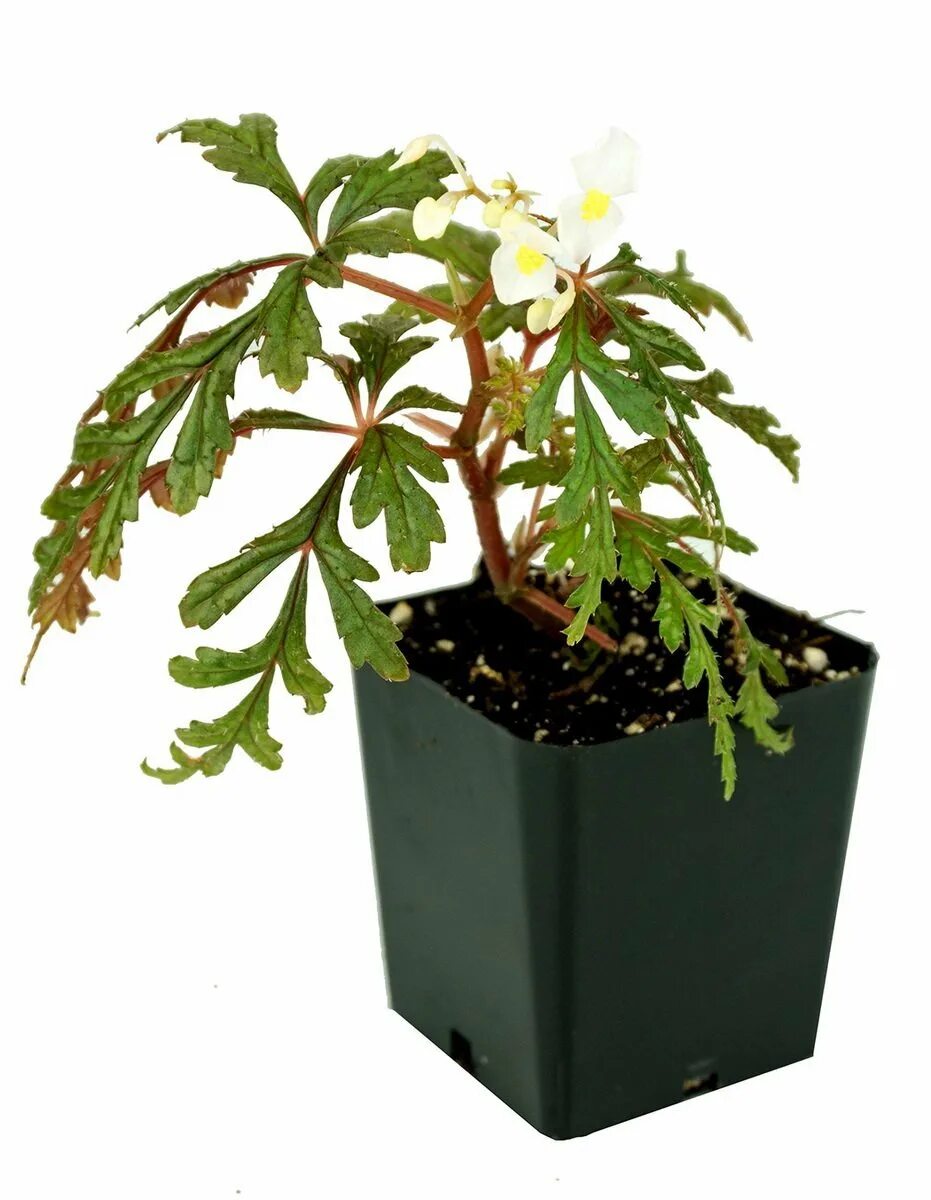 Бегония дрега. Бегония polilloensis. бегония каудексная. бегония incisa, begonia polilloensis. бегония дрега каудексная.