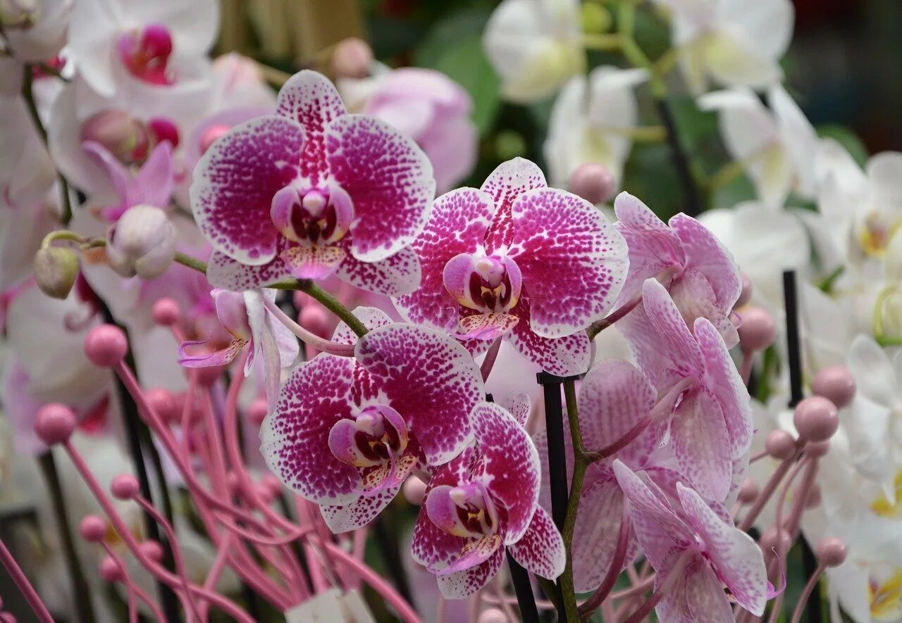 Какие сорта орхидеи. Орхидея фаленопсис красная. Орхидея Bernhard Phalaenopsis. Фаленопсис Sevilla. Фаленопсис Монтре.