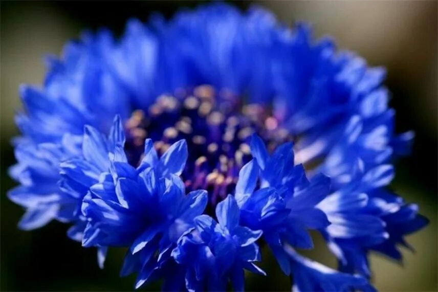 Василек на белорусском. Василек синий (Centaurea cyanus). Василек Лагуна. Василёк синий «rosea». Василек Лагуна синий.