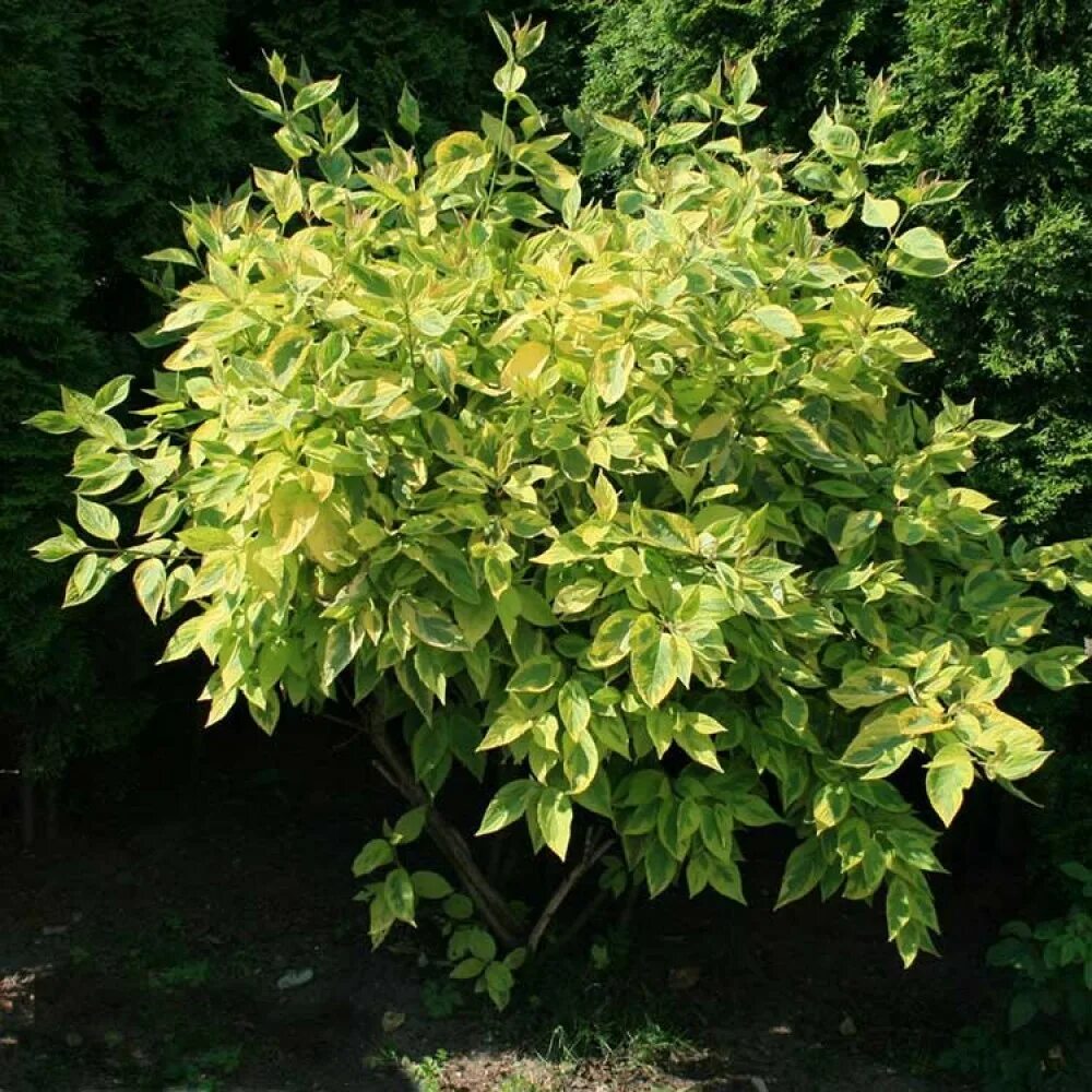 Дерен белый гухалти. Дерен белый (cornus alba `spaethii`). Дерен гоучаулти. Дерен белый шпетти. Дерен spaethii.