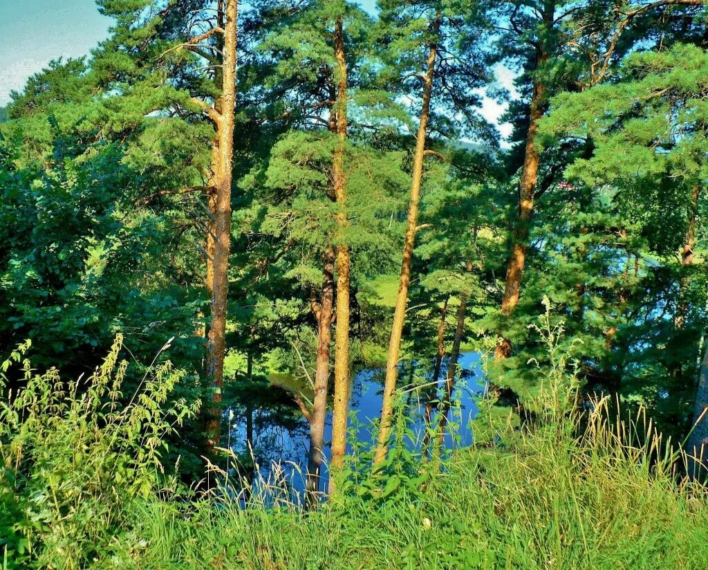 мститель русский лес. русский лес. русский лес фото. мститель с антоном батыревым. сосновый бор.