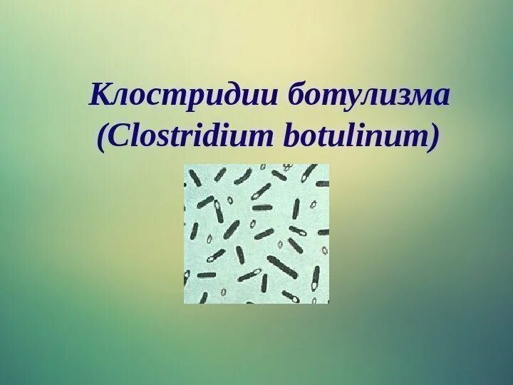 Ботулизм у собак. Клостридия ботулинум морфология. ботулизма возбудитель клостридум. клостридии ботулизма ( clostridium botulinum ) ботулизм. клостридиум ботулинум микробиология.