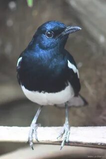 Некоторые птицы