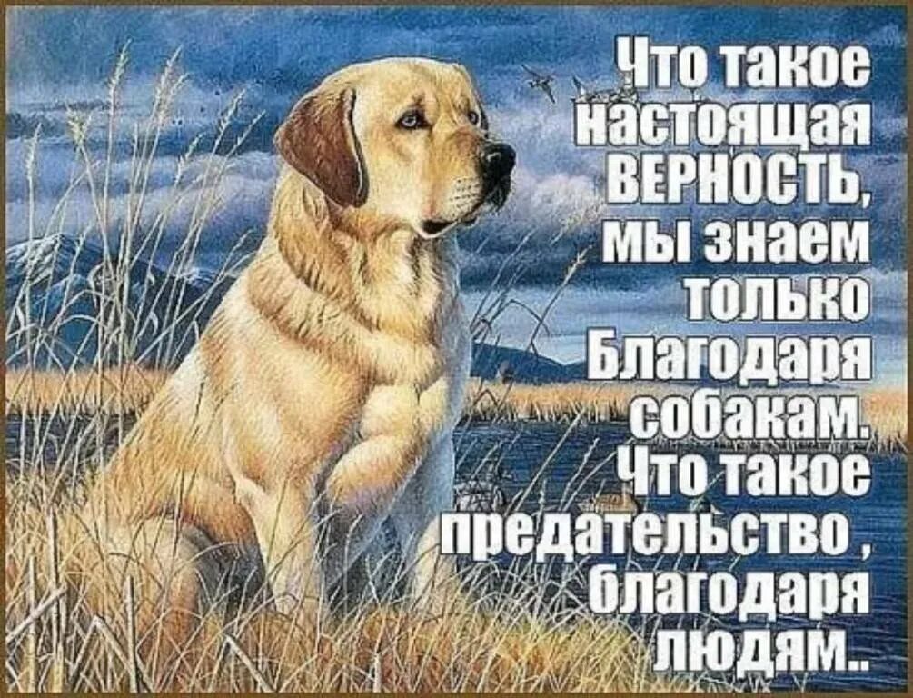 Лучший человек пес. Преданность собаки афоризмы. Цитаты про собак. Собака друг человека цитаты. Собаки вернее людей цитаты.