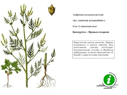 Амброзия растение описание