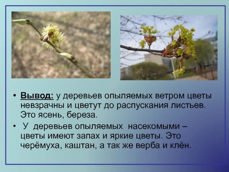 Опыление деревьев ветром. Цветут до распускания листьев. деревья цветущие до распускания листьев. растения опыляются ветром. цветение до распускания листьев.