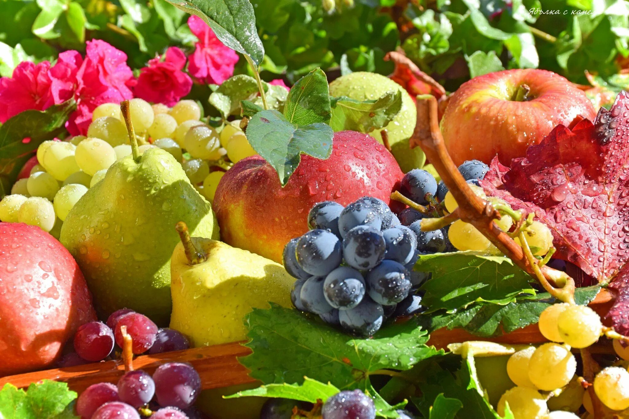 Плодово ягодные растения. Плодовые растения картинки. Старый фон с плодово ягодными фруктами. Плодовый мир