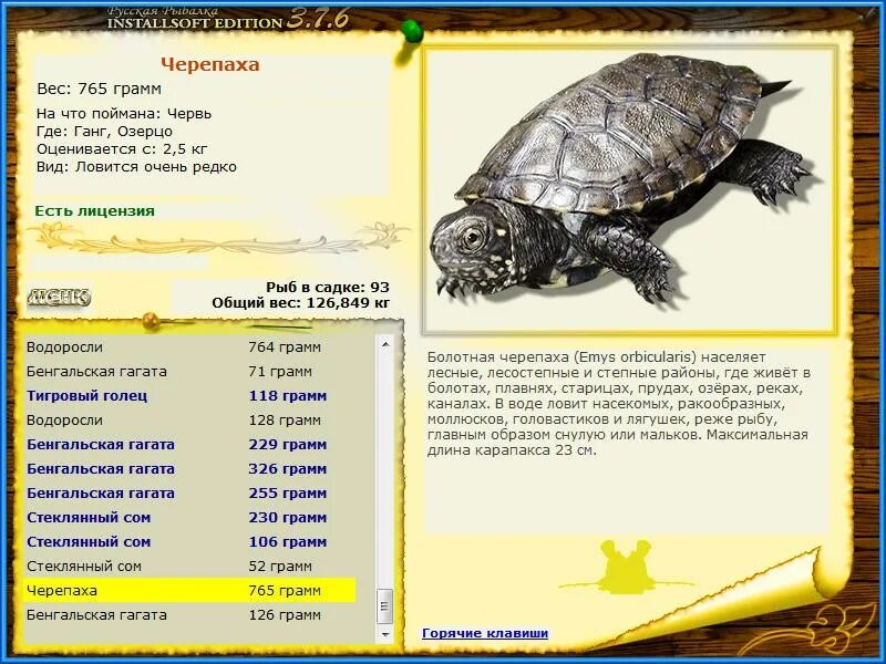 на что ловятся черепахи. размер черепахи. 0 бойл. сколько весит средняя черепаха. длина тела черепахи.