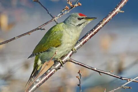 зеленые птицы сибири фото с названиями: 2 тыс изображений найдено в Яндекс  Картинках