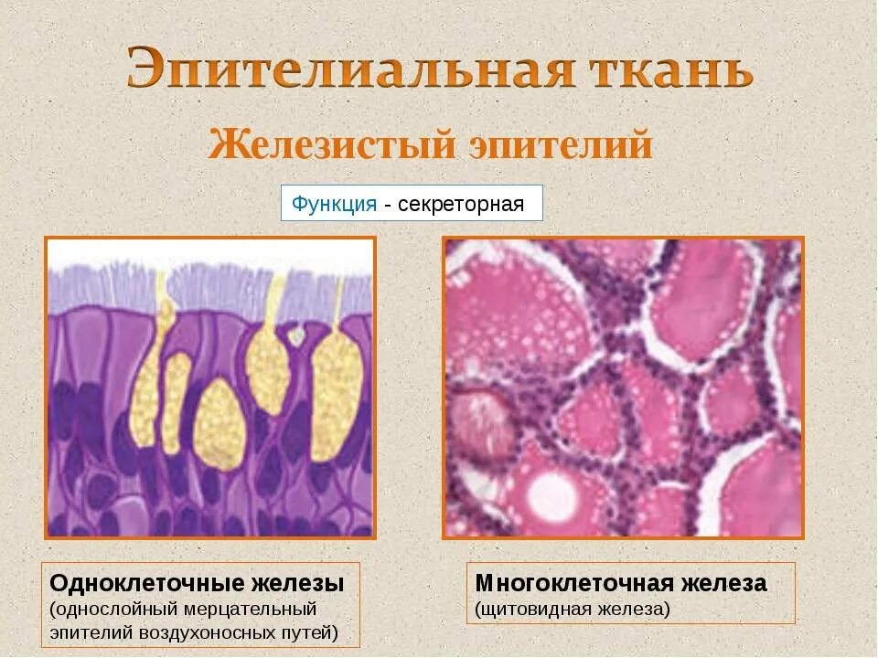 Эпителиальное строение функции. Железистый эпителий гистология строение. Тип ткани железистый эпителий строение. Одноклеточный железистый эпителий. Слизистый железистый эпителий.