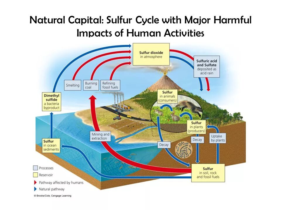 1 is very harmful to the environment. Sulfur cycle. human activity. the sulphur cycle. sources of sulfur for plants.
