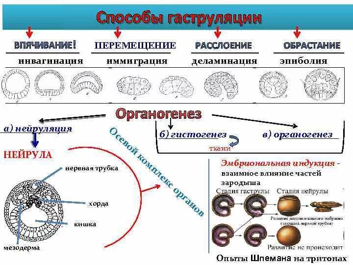 Гаструляция типы гаструляции. Инвагинация Тип гаструляции. Способы гаструляции и типы гаструл. Способы образования гаструлы таблица.