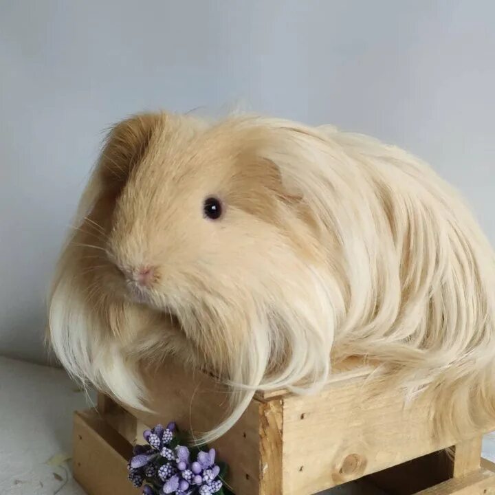 Морские свинки челябинск