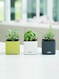 Mini plant