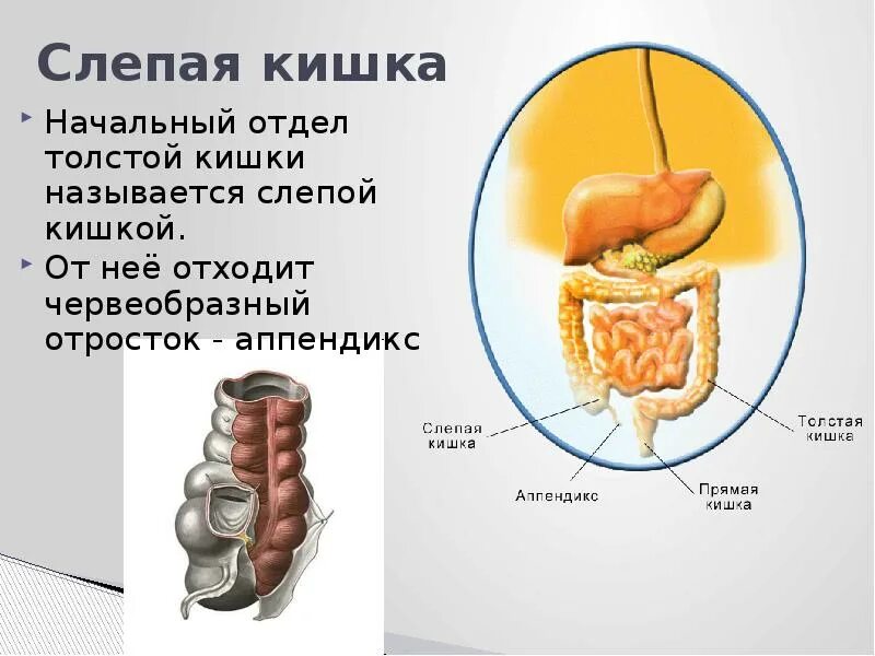 Слепая кишка с аппендиксом отделы. Слепая кишка анатомия и функция. Строение и функции слепой кишки. Слепая кишка строение и функции. Включает в себя слепую кишку