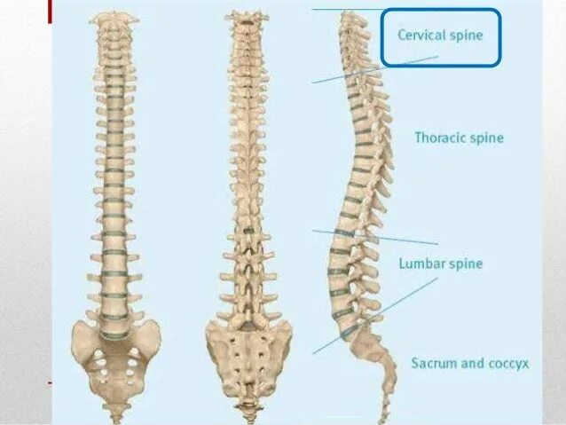 Крестцово-копчиковый отдел позвоночника. Крестцово-копчиковый отдел позвоночника анатомия. Строение позвоночника и копчика. Со1 позвонок копчик.