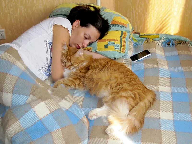 Почему кошки спят со мной. Кот в кровати. Кровать для кошки. Коты в постели с хозяином.
