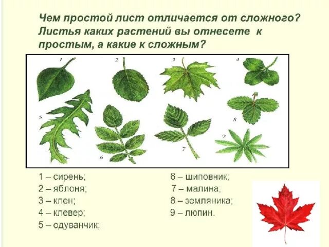 Шиповник сложное или простое