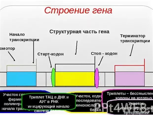 Геном егэ
