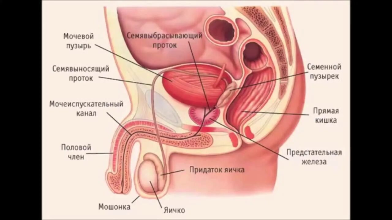 Половому Члену