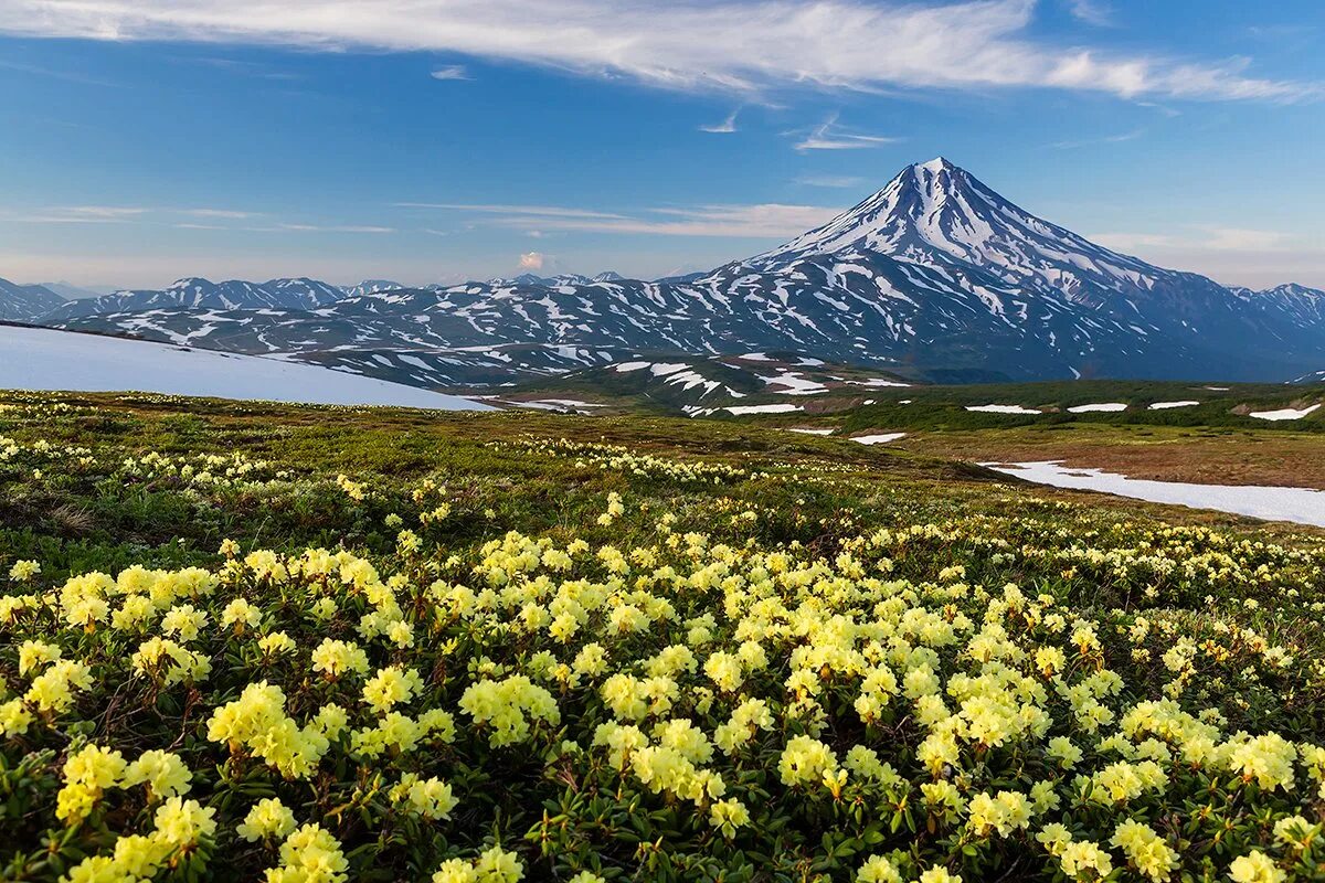 Природные особенности дальнего востока. Альпийские Луга Камчатки. Природа Камчатки Петропавловск Камчатский. Петропавловск-Камчатский гора. Горная тундра Камчатки.