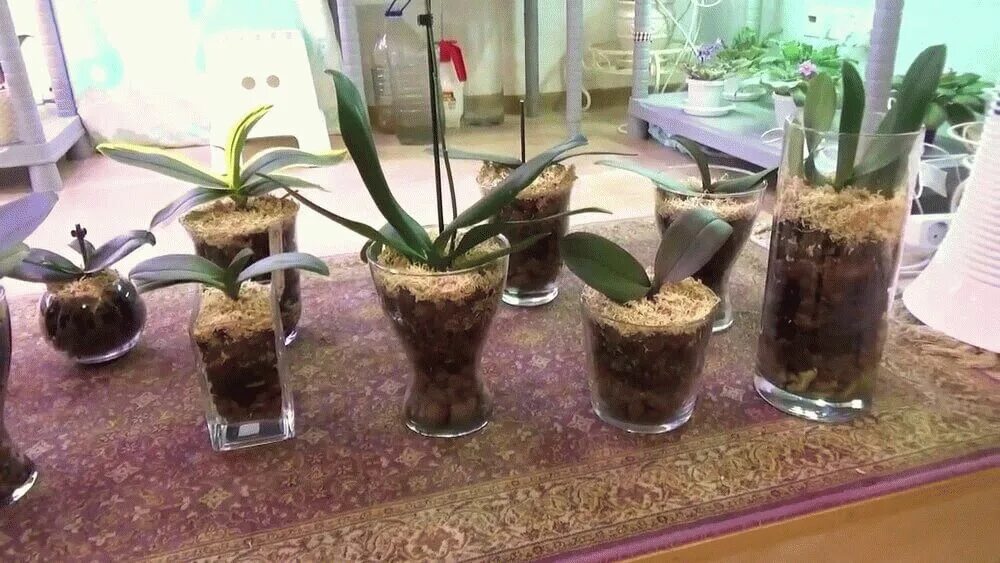 Орхидеи в землю сажают. Орхидея Камбрия полив. Грунт для орхидей фаленопсис. Орхидея фаленопсис в закрытой системе. Посадка орхидеи фаленопсис.