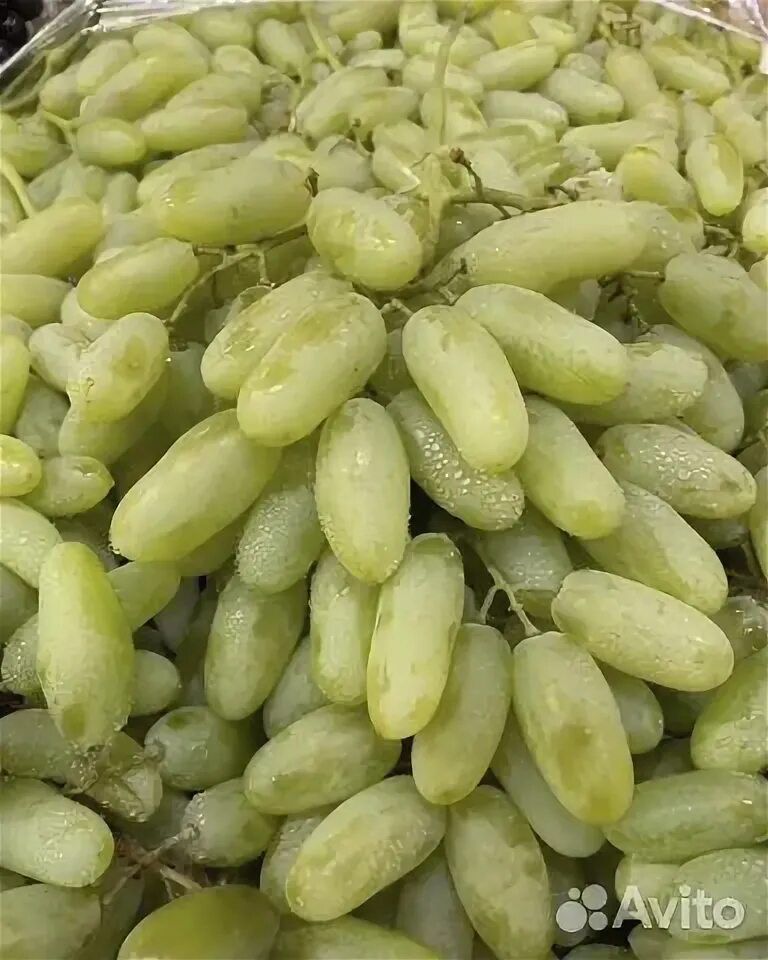 Саженцы винограда Дамский пальчик лучший вкус и большую урожайность: 1 000 тг. -