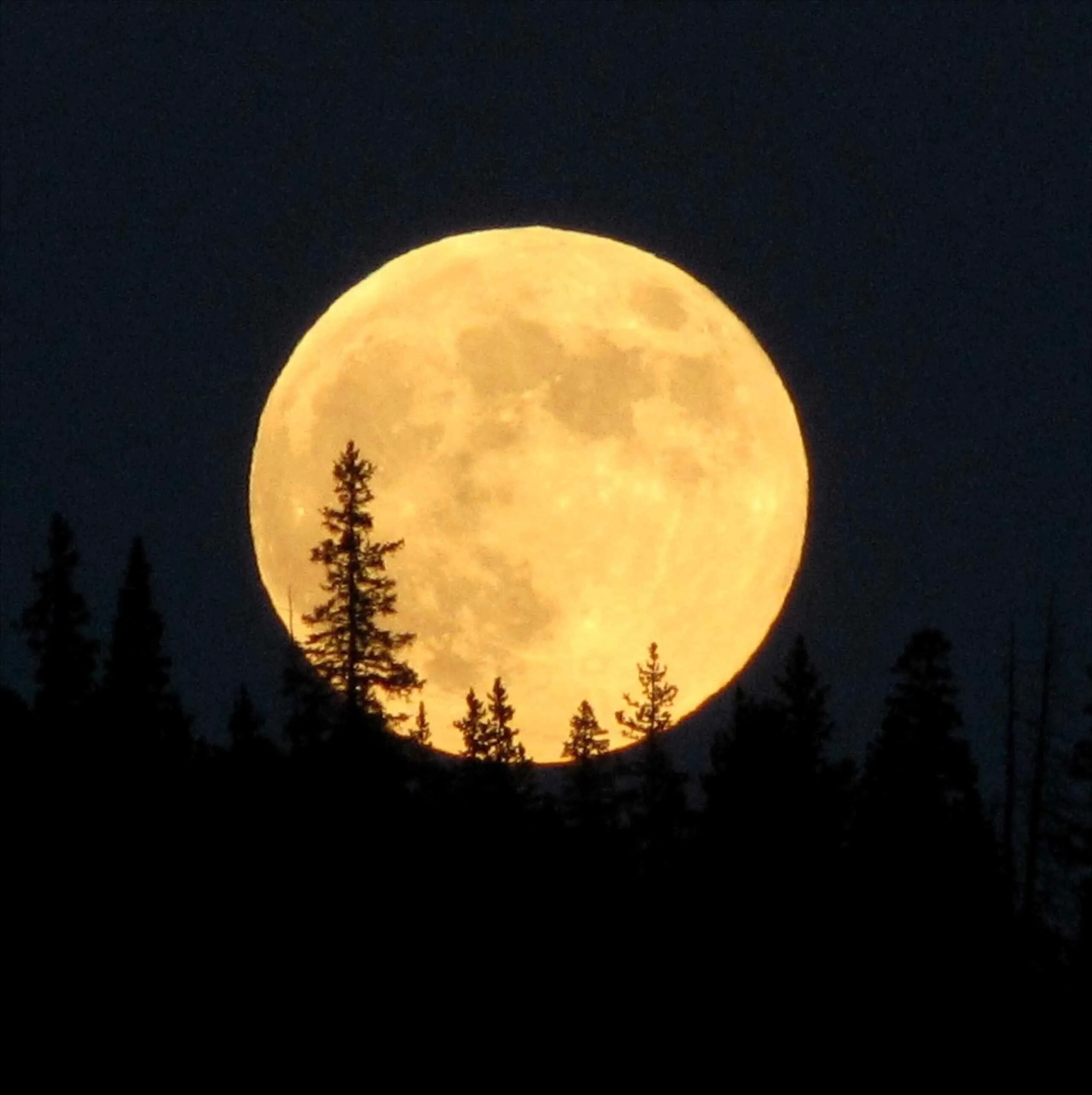 Огромная Луна. Полная желтая Луна. Огромная Луна в лесу. Луна над лесом. Полный месяц февраля