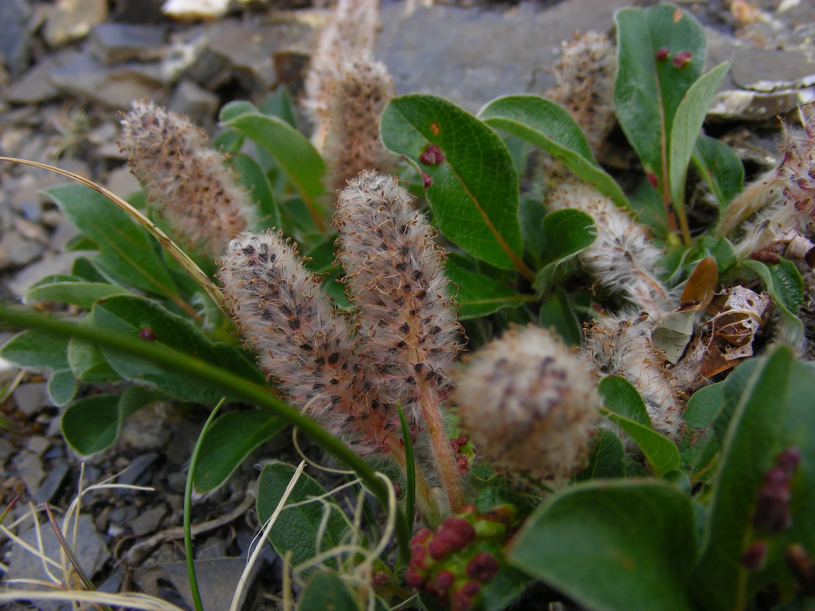 Карликовая ива фото. Полярная Ива в тундре. Ива Арктическая Salix Arctica. Тундра растения Арктическая Ива. Карликовая Ива в тундре.