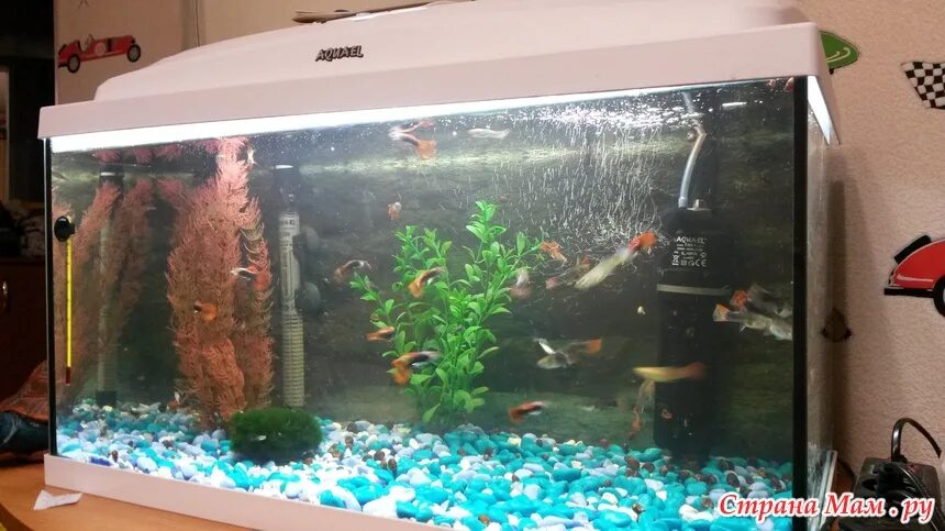 Причины смерти рыб в аквариуме. Почему в аквариуме дохнут. Растения для аквариума которые выделяют кислород. Почему в аквариуме дохнут. Комета рыбка аквариумная.