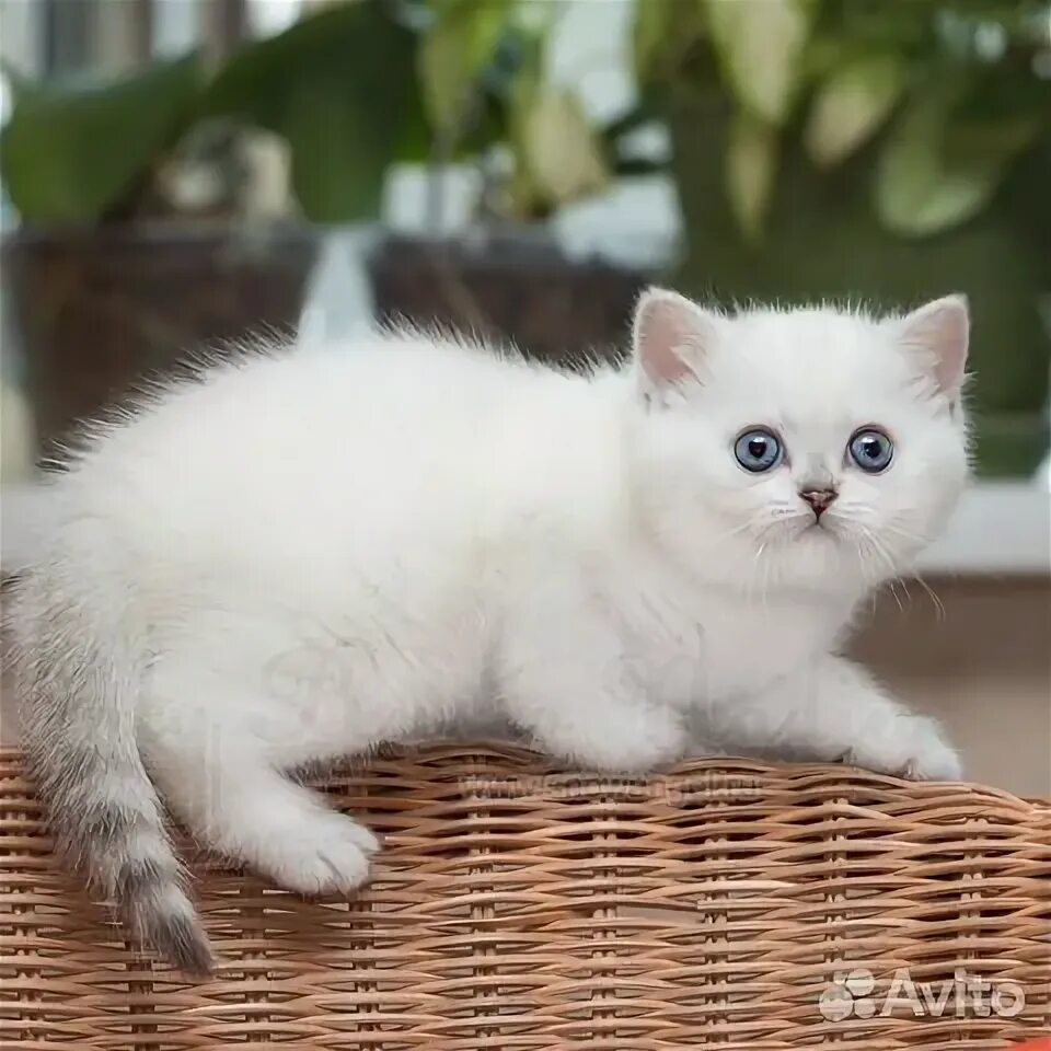 Котенок британский окраса золотая шиншилла. Питомник Greycat www.grey-cats.ru 8(