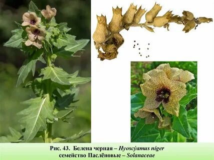 Белена класс