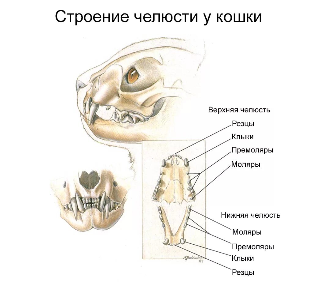 Зубы у кошек