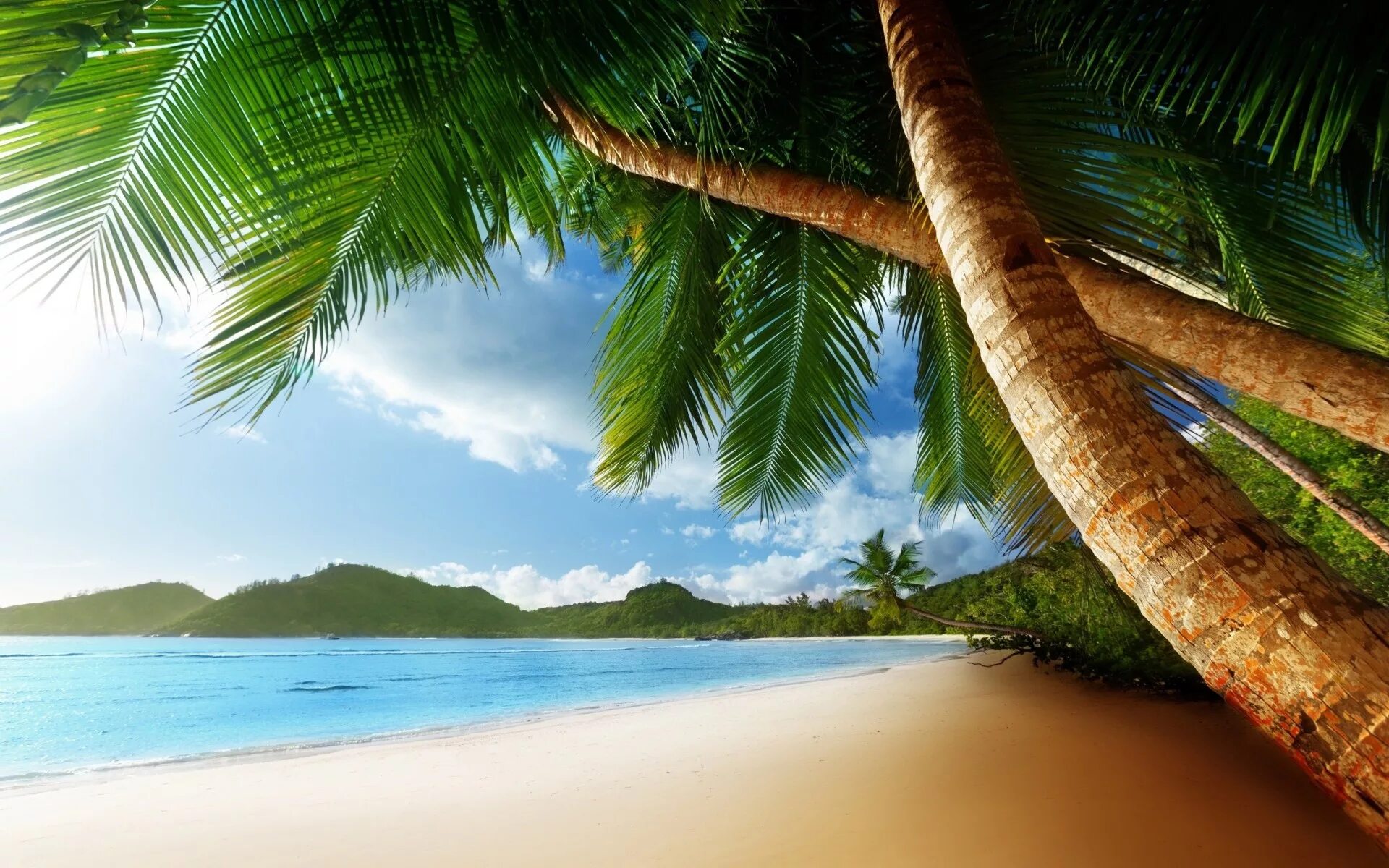 Фотообои стола. Море пляж. Море пальмы. Пальмы песок. Пляж с пальмами.