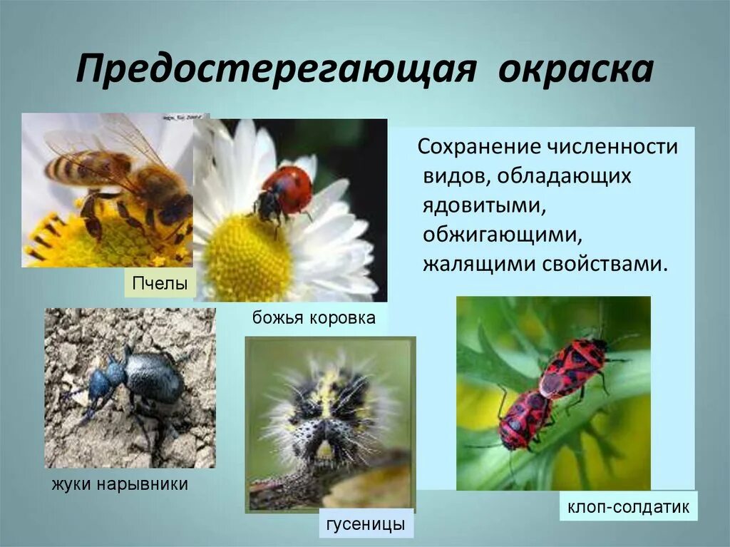 Предупреждающий тип окраски. Предостерегающая окраска. Предупреждающая окраска. Виды предостерегающей окраски. Примеры предостерегающей окраски у животных.