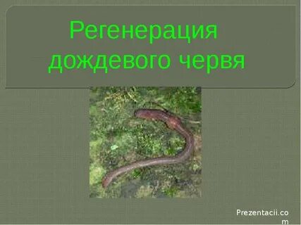 Дождевой червь пополам