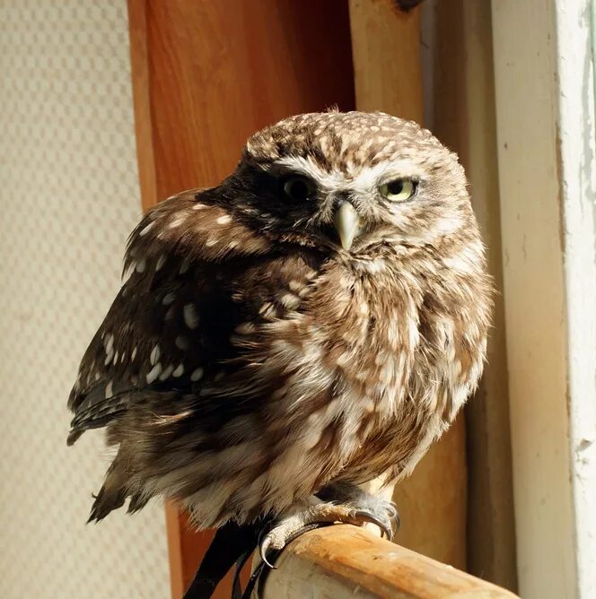 домовый сыч домашний. сычик сплюшка. сычик сплюшка. домовой сыч ручной. продам сыча.