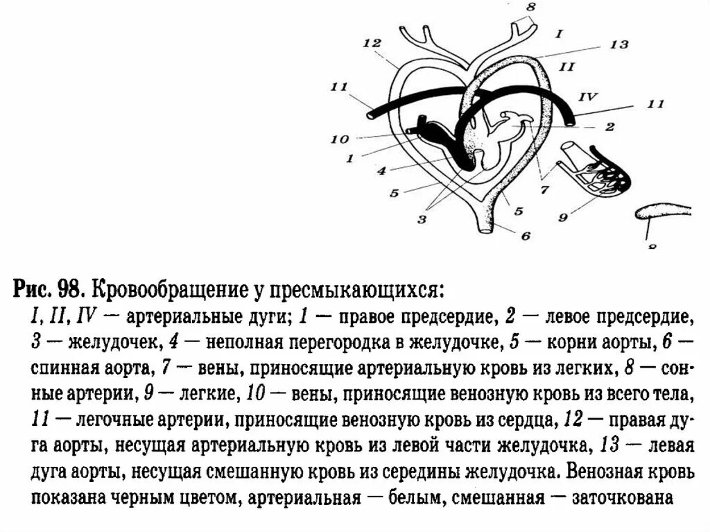 Сердце амфибий круги кровообращения. Кровеносная система амфибий схема. Круги кровообращения земноводных схема. Кровеносная система земноводных схема биология 7. Круги кровообращения пресмыкающихся схема.