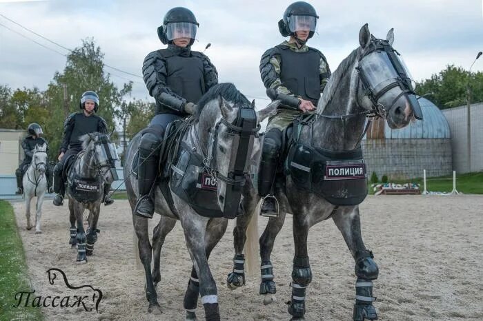 Конноспортивный комплекс Пассаж Нижний Новгород. Конюшня Пассаж Нижний Новгород. Пассаж конный спорт Нижний Новгород. КСК Пассаж конюшня.