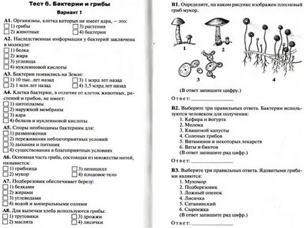 Тест биология 6 класс растения живой организм