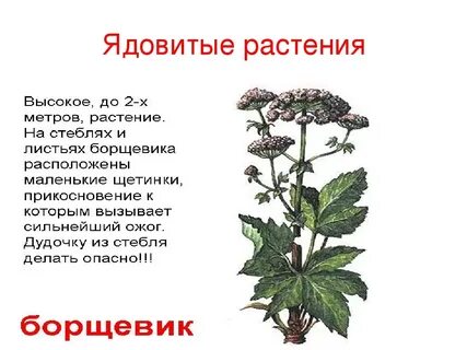 Ядовитые растения описание