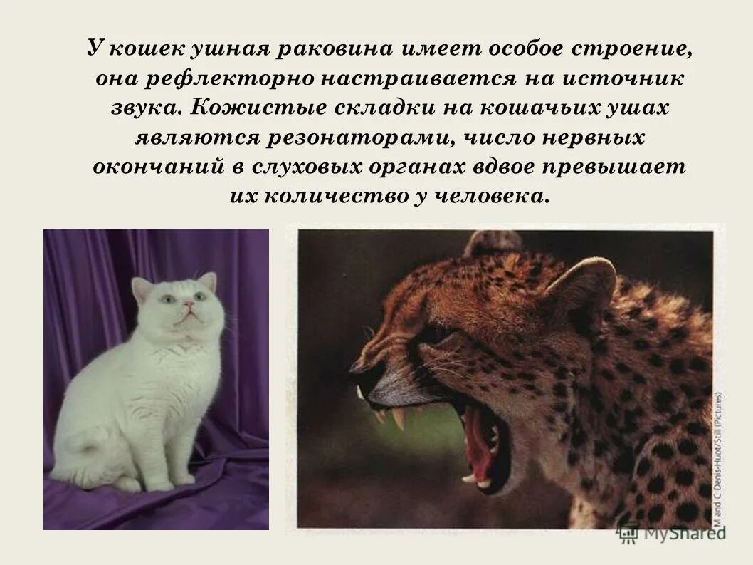 Интересные факты о домашних животных собаке. Звери который слышит ногами. У слона большие уши. Способность слышать животных. Замечательные умения животных 2 класс окружающий мир.