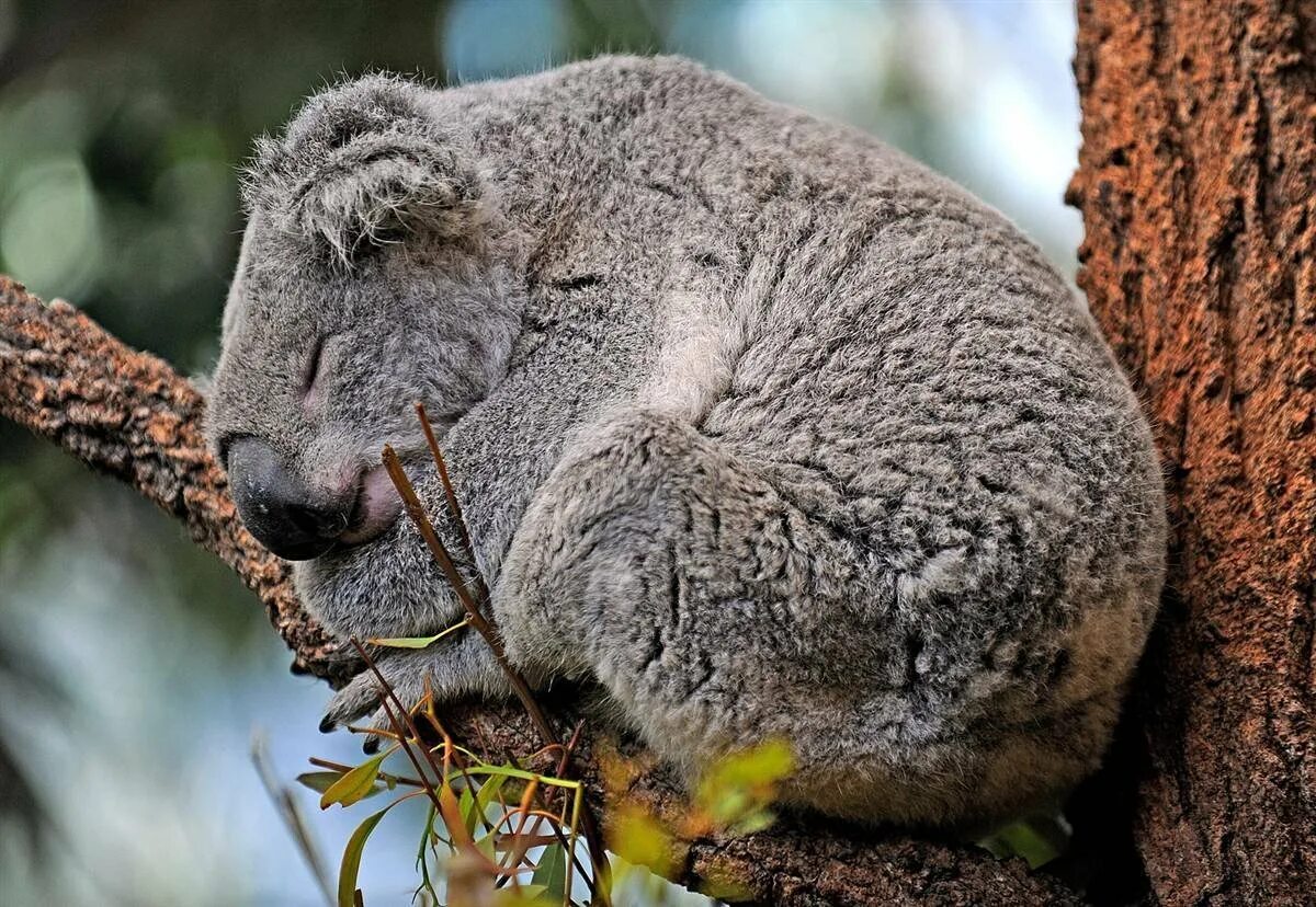 Эндемики Австралии кенгуру. Эндемики Австралии коала. Палеоэндемики Австралии. Чистое животное в мире