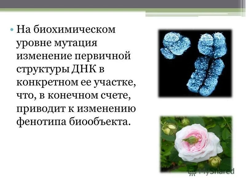 Мутации, возникающие на уровне первичной структуры днк. Мутации ведут к изменению первичной структуры. Изменение нуклеотидной последовательности молекулы днк это. Мутационнаятеории канцерогенеза. Виды мутаций у бактерий.
