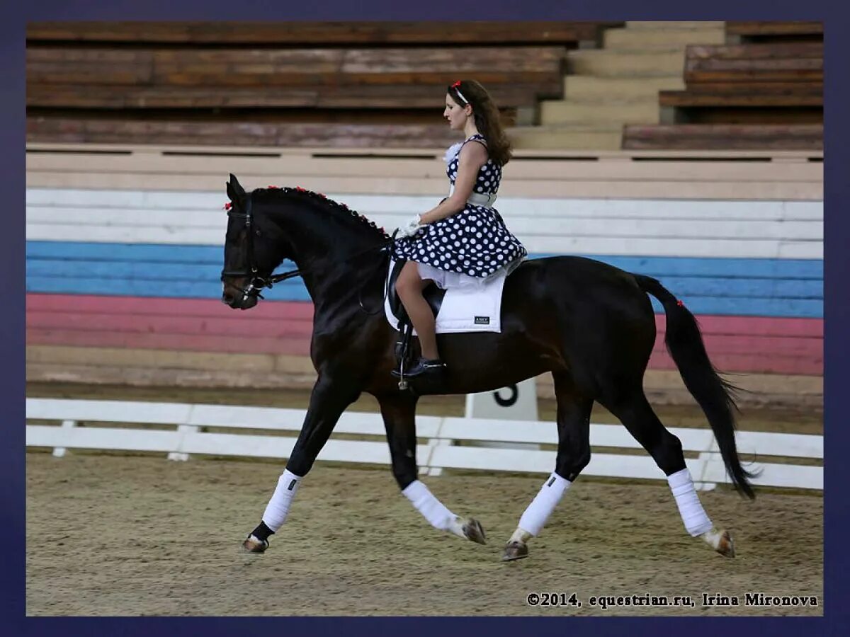 Становская анастасия кюр. Степаненко оксана шеф стюард выездка. Федерация конного спорта москвы. Ман кюр. Максакова токио 2020 выездка.