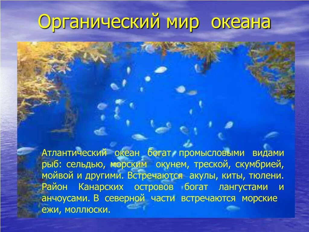 Органический мир текст. Океанический мир Атлантического океана. Органический мир Атлантического океана презентация. Презентация на тему океаны. Атлантический океан презентация.