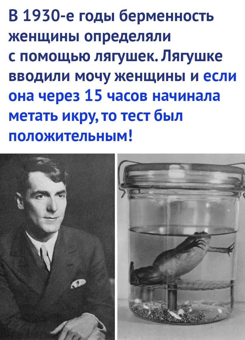 Как с помощью жабы определяли беременность. Лягушка тест на беременность. как определить беременность лягушки. жаба тест на беременность. как с помощью лягушки определить беременность.