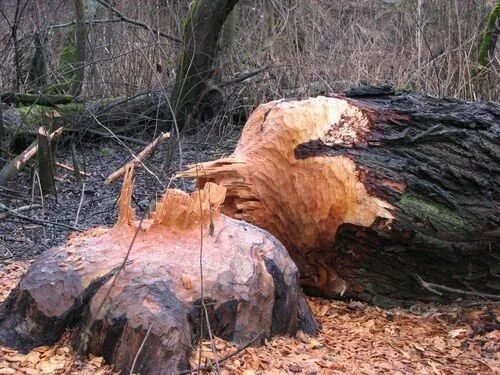 Бобры валят деревья. Дерево сваленное бобром. Дерево обгрызенное бобром. Обгрызанные деревья бобрами. Бобер и дерево.